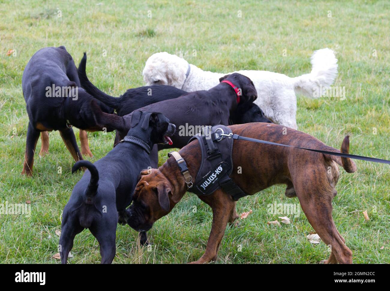 Group of dogs greeting one another Stock Photo