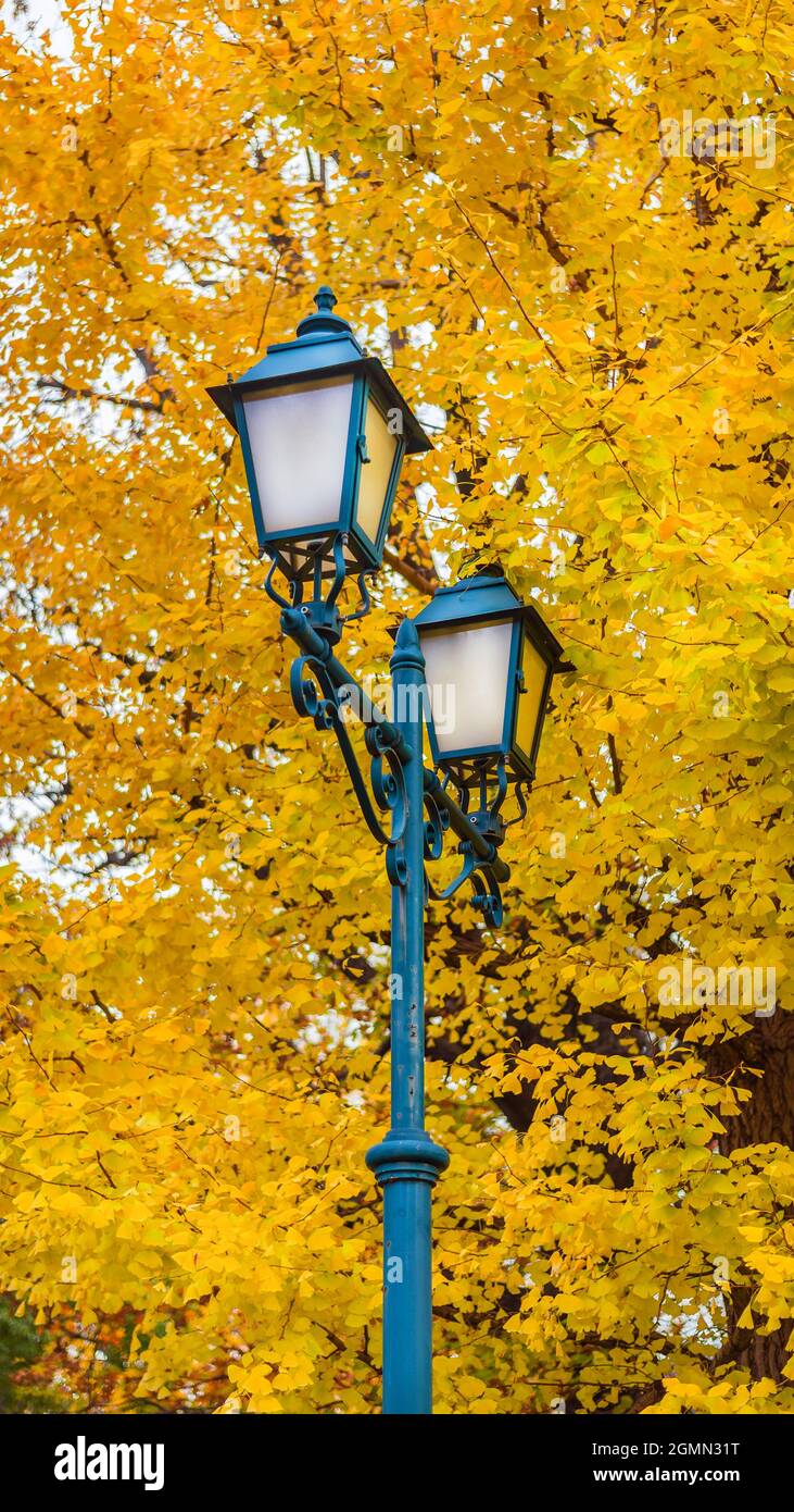 Autumn in the city. Old-fashioned streetlamp among ginkgo yellow leaves Stock Photo