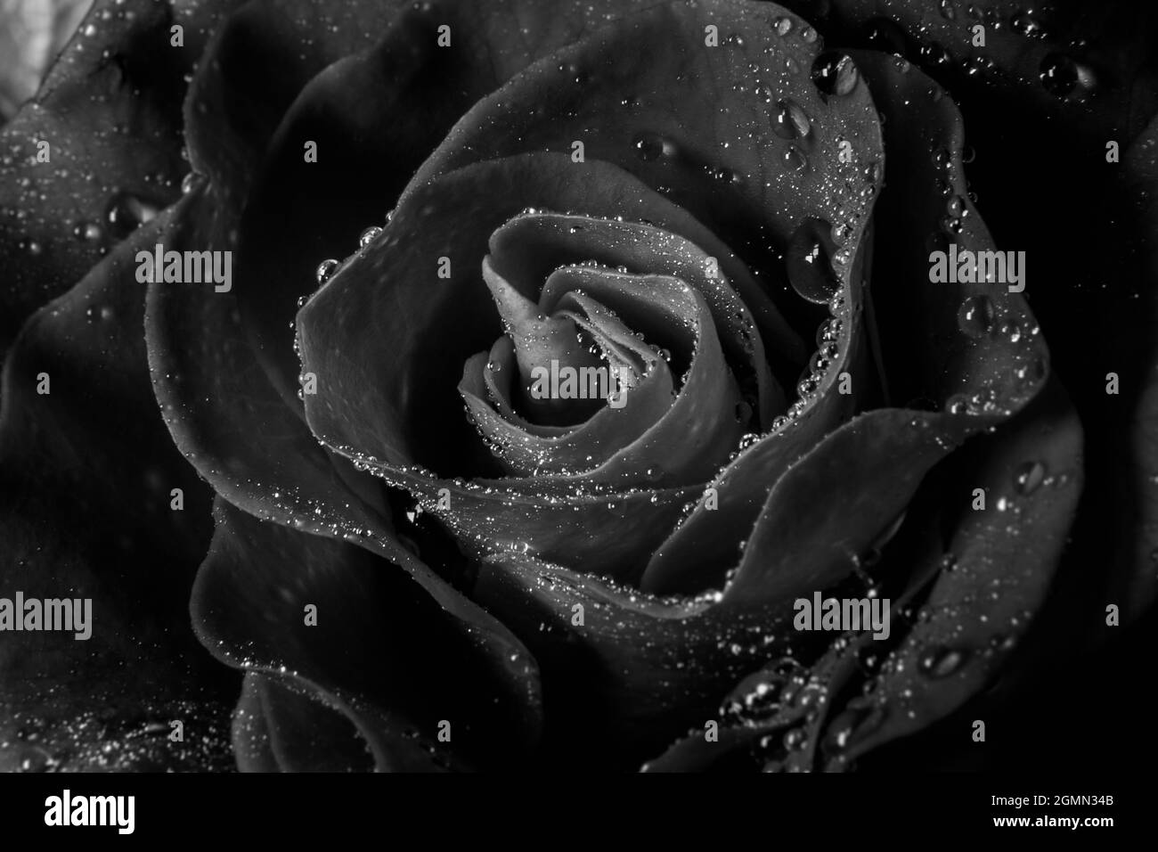 Red rose Black and White Stock Photos & Images - Alamy
