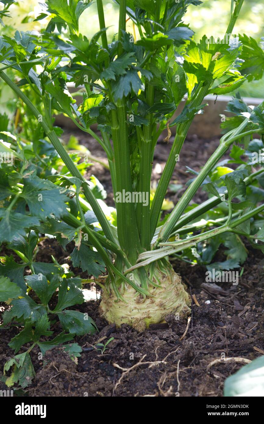 Celeriac plat growing Stock Photo