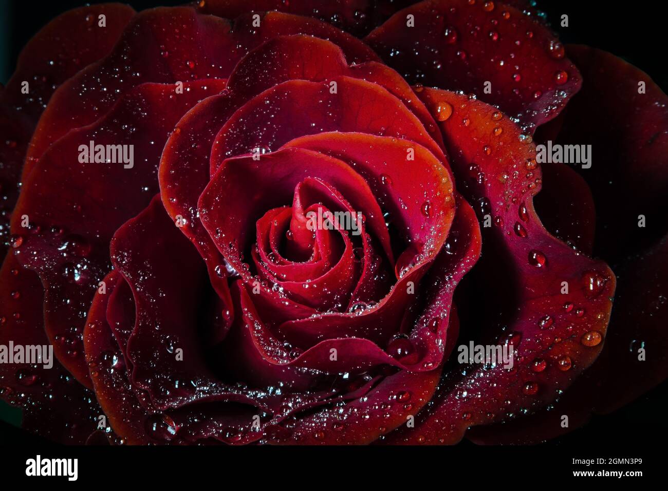 Red rose with dew drops Stock Photo - Alamy