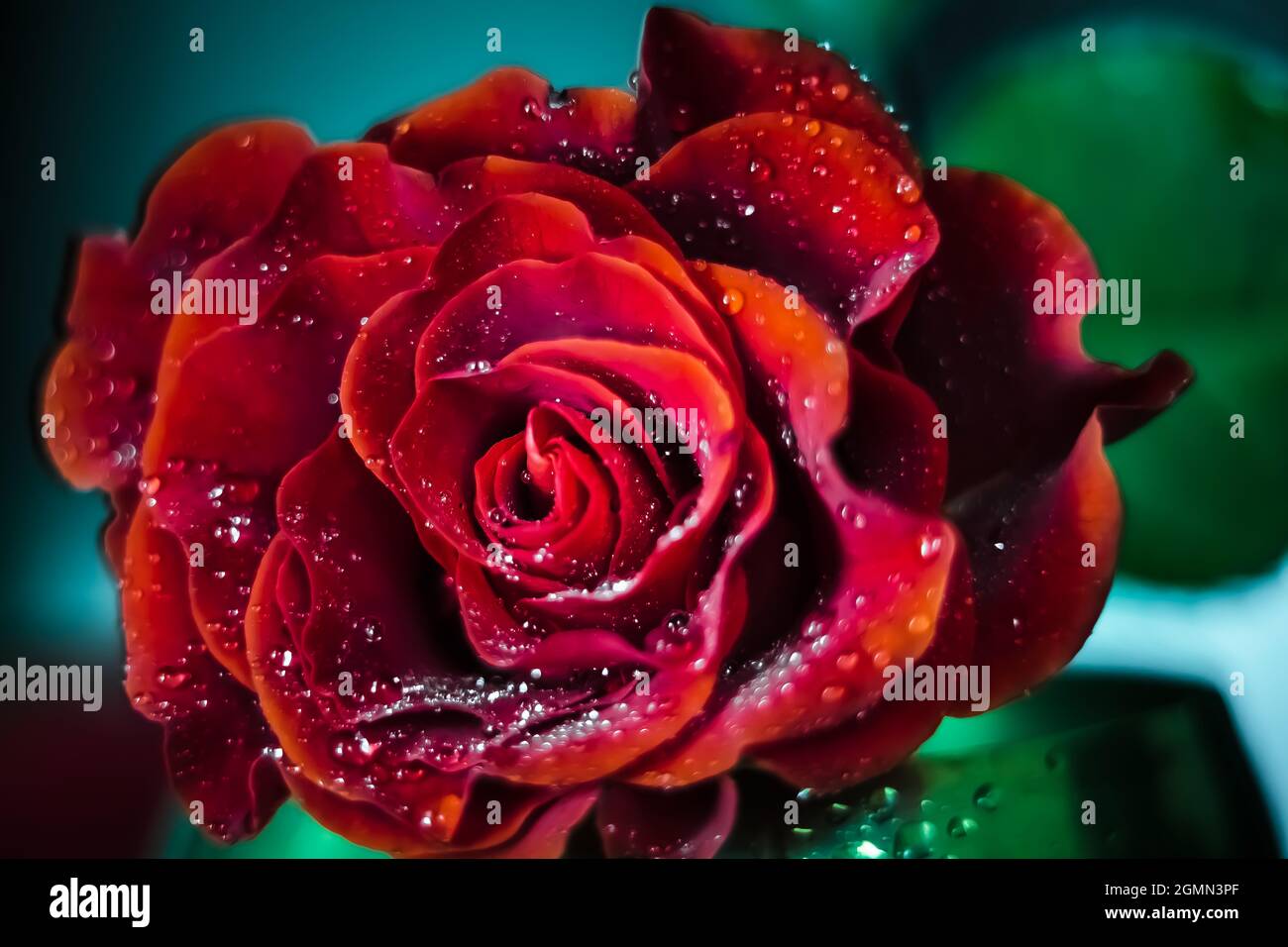Red rose with dew drops Stock Photo - Alamy