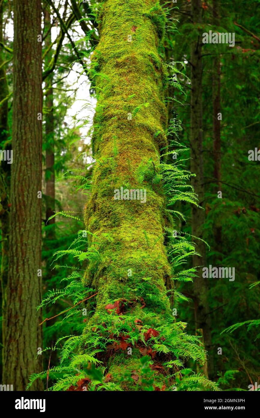 A Exterior Picture Of An Pacific Northwest Forest With Big Leaf Maple a-exterior-picture-of-an-pacific-northwest-forest-with-big-leaf-maple