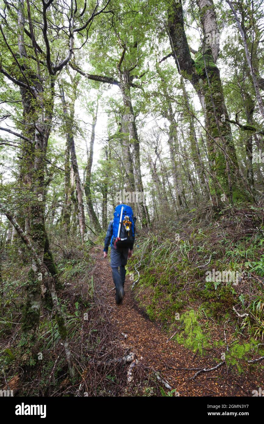 Male tramper walking in beech forest, Mount Ruapehu, Round the Mountain Track, Tongariro National Park Stock Photo