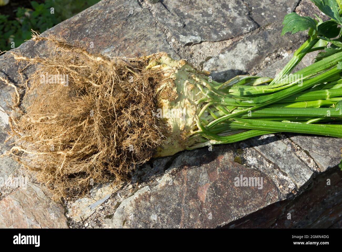 Celeriac Plant High Resolution Stock Photography and Images - Alamy