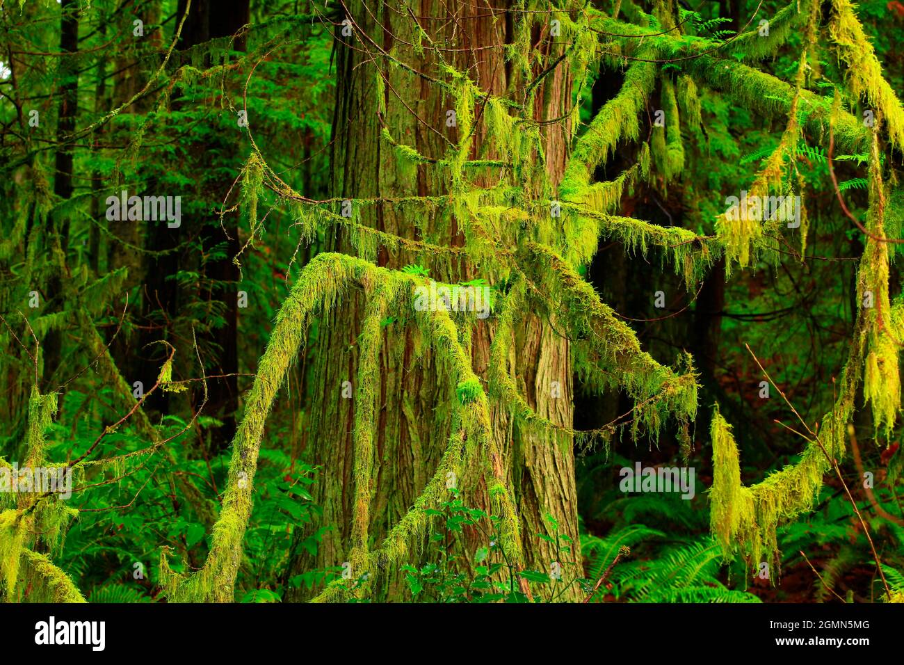 a exterior picture of an Pacific Northwest forest with Western red cedar trees Stock Photo