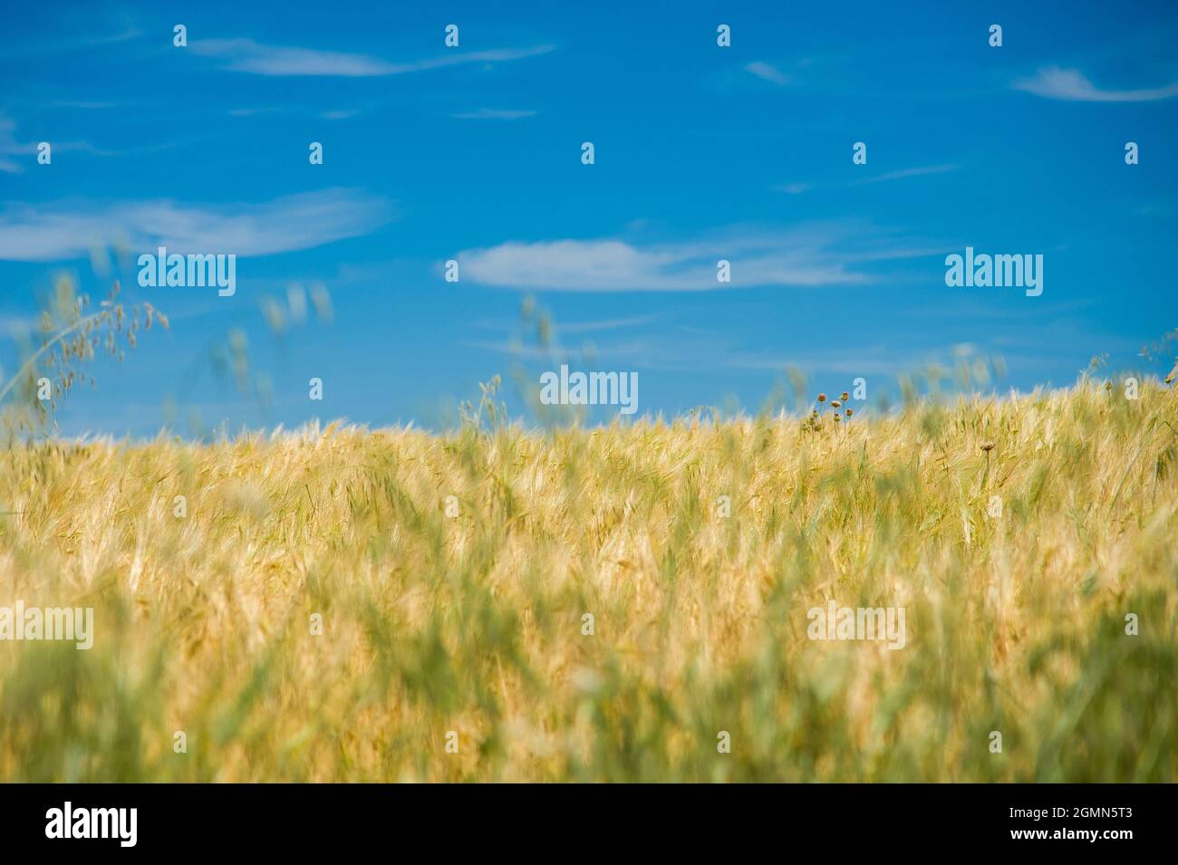Wheat field under the blue sky Stock Photo - Alamy