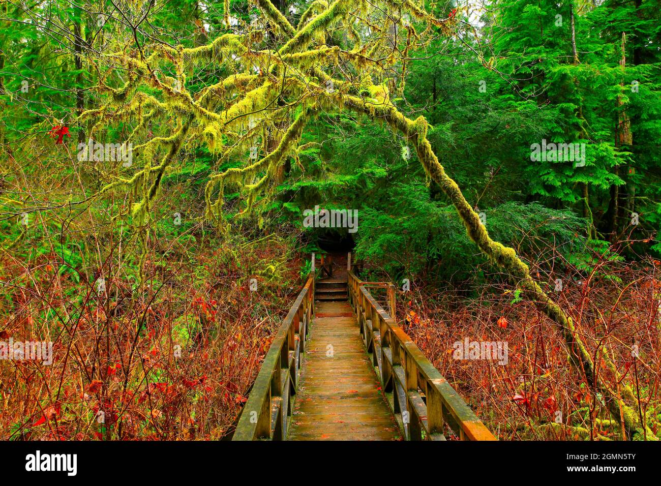 a exterior picture of an Pacific Northwest forest trail Stock Photo Alamy