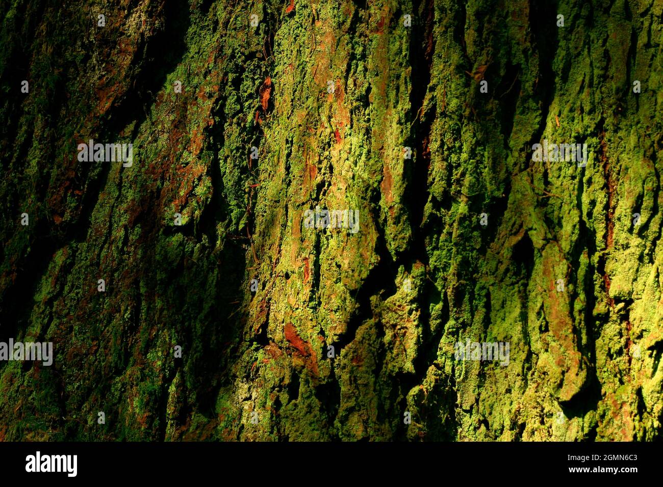 a exterior picture of an Pacific Northwest forest with Douglas fir ...