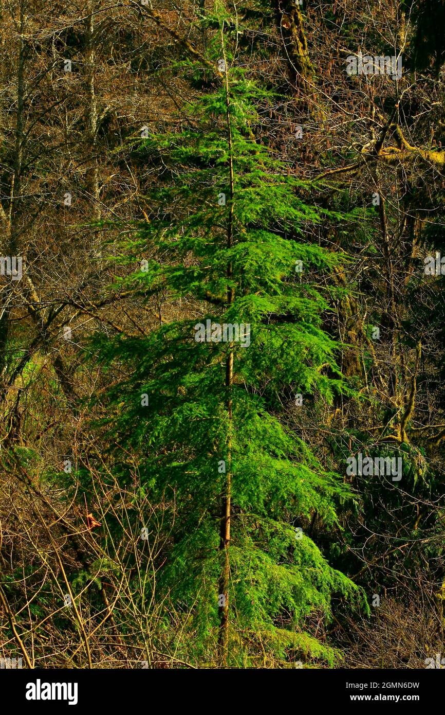 a exterior picture of an Pacific Northwest forest with Western hemlock trees Stock Photo