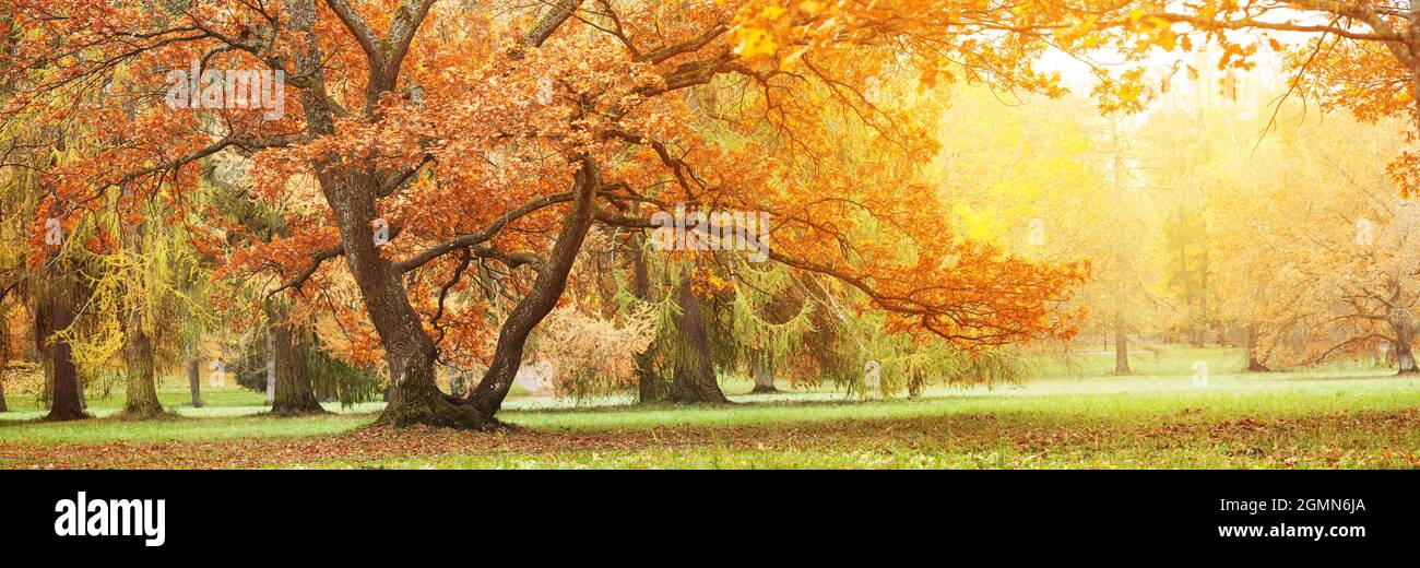 Beautiful oak tree in hi-res stock photography and images - Alamy