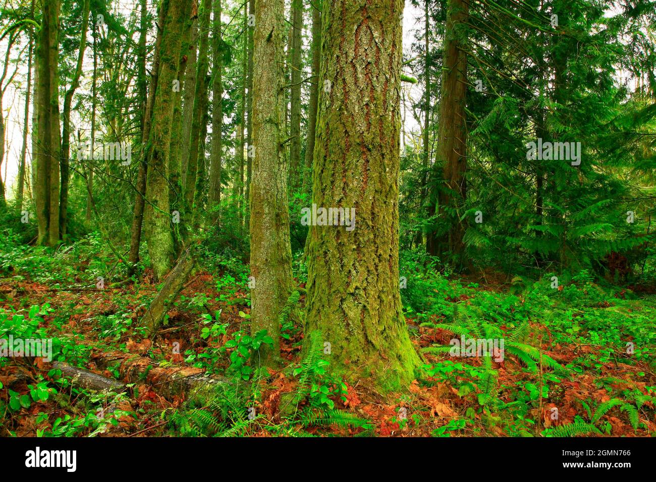 a exterior picture of an Pacific Northwest forest with Douglas fir