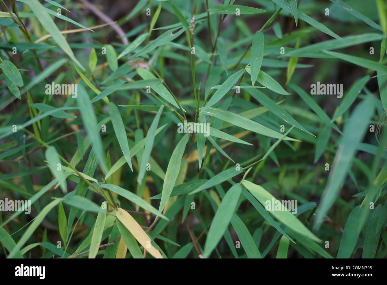 Bamboo grass (rumput bambu, genus Lophatherum) with a natural