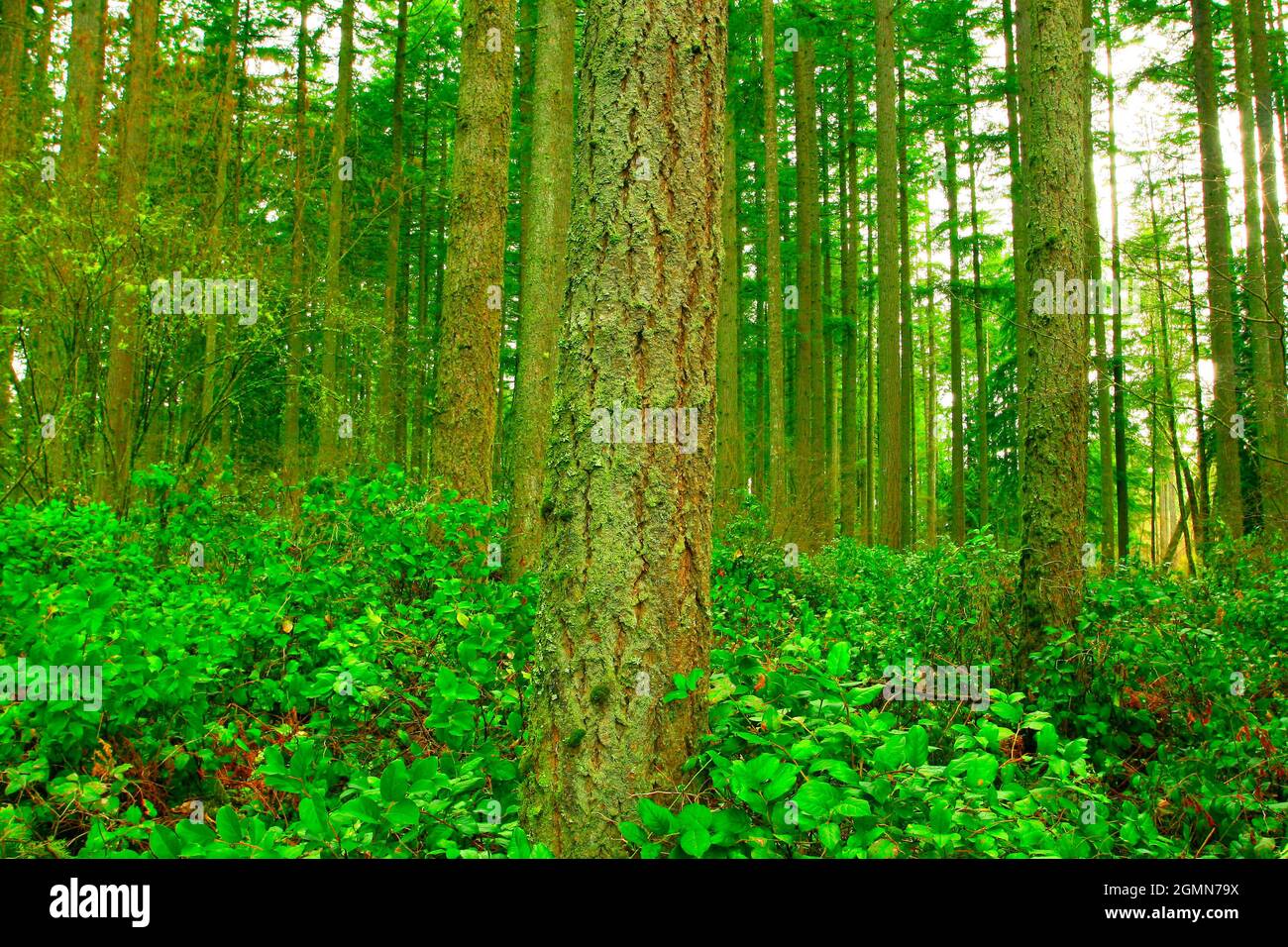 a exterior picture of an Pacific Northwest forest with Douglas fir ...