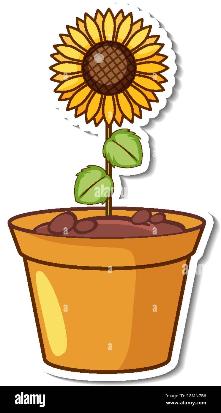 A sunflower in a pot sticker illustration Stock Vector Image & Art Alamy