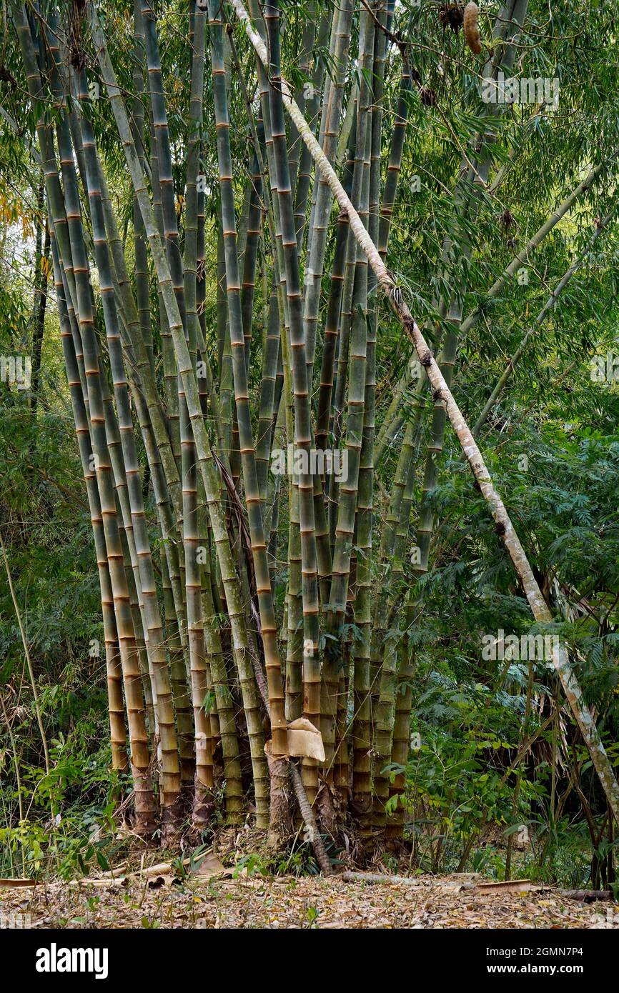 giant bamboo (Dendrocalamus giganteus, Bambusa gigantea), Botanical Garden Cienfuegos, giant bamboo, Cuba, Cienfuegos Stock Photo