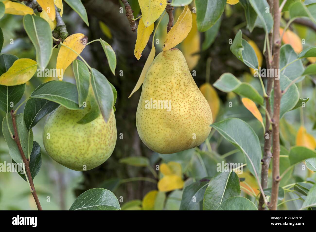 Common pear (Pyrus communis 'Gruene Hoyerswerder', Pyrus communis Gruene Hoyerswerder), pear on a tree, cultivar Gruene Hoyerswerder Stock Photo