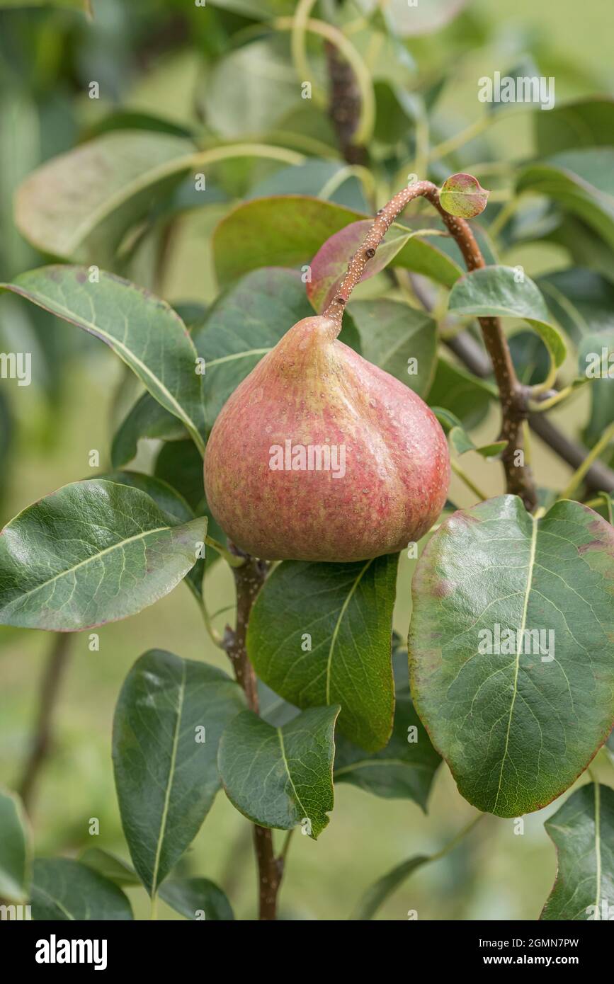 Common pear (Pyrus communis 'Petersbirne', Pyrus communis Petersbirne), pear on a tree, cultivar Petersbirne Stock Photo