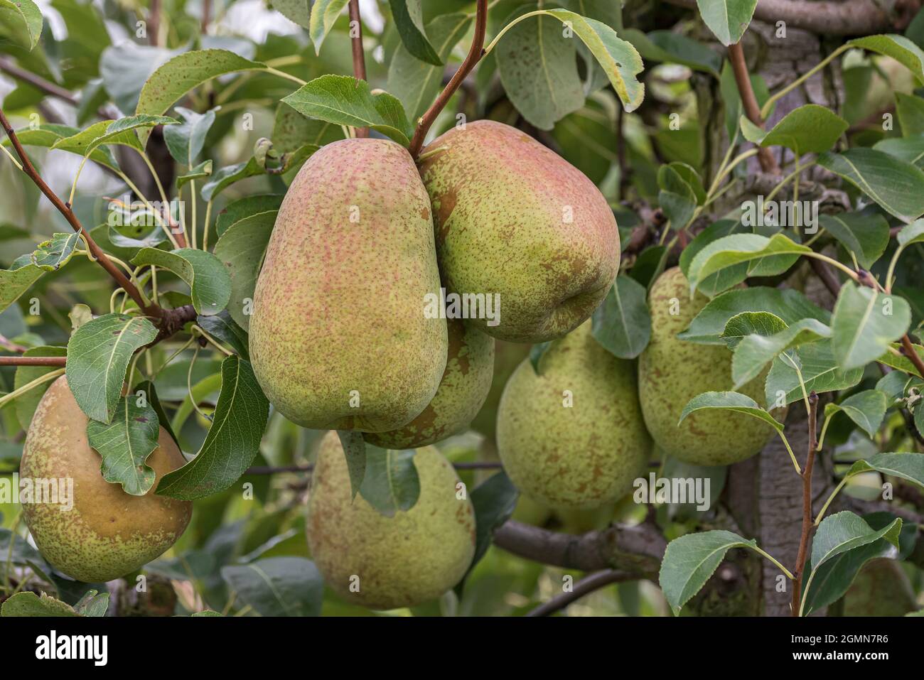 Common pear (Pyrus communis 'Doppelte Phillipsbirne', Pyrus communis Doppelte Phillipsbirne), pear on a tree, cultivar Doppelte Phillipsbirne Stock Photo