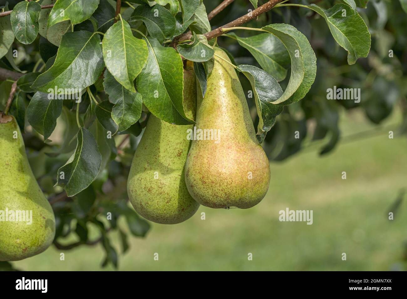 Common pear (Pyrus communis 'Concorde', Pyrus communis Concorde), pear on a tree, cultivar Concorde Stock Photo