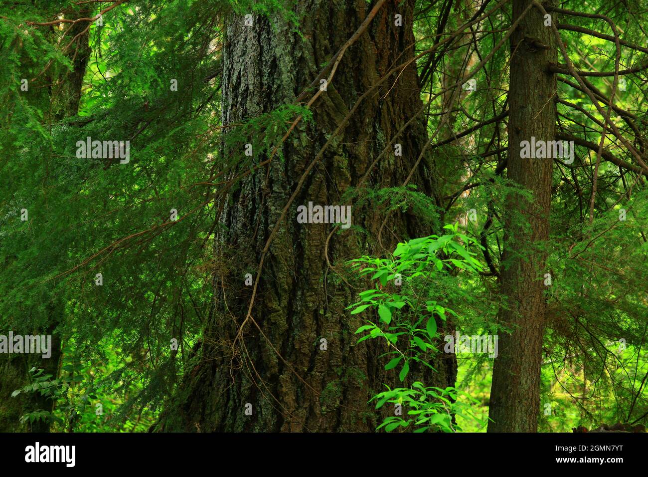 a exterior picture of an Pacific Northwest forest with Douglas fir