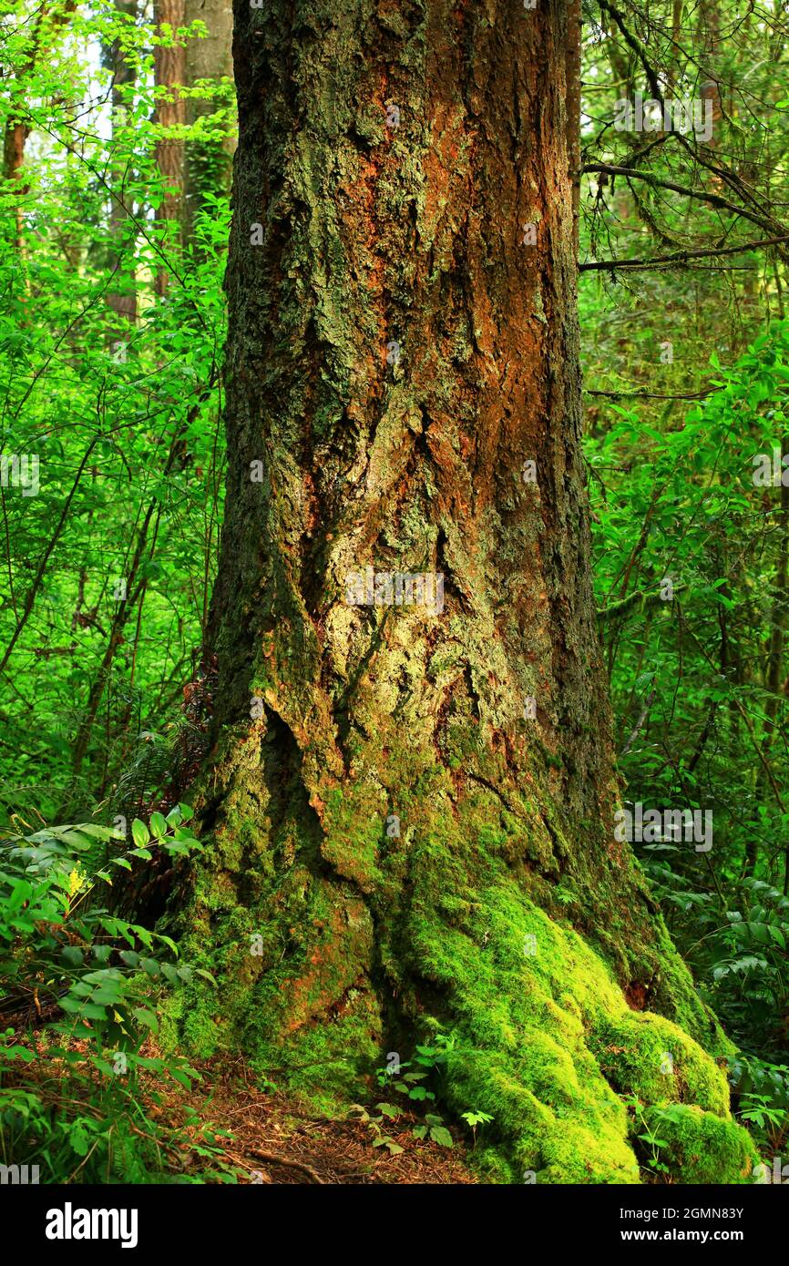 a exterior picture of an Pacific Northwest forest with Douglas fir ...