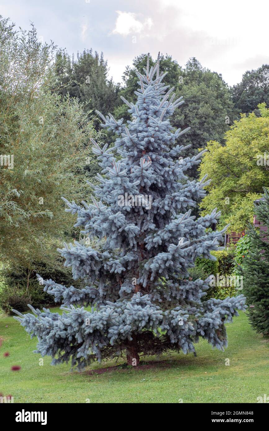 Colorado blue spruce (Picea pungens 'Koster', Picea pungens Koster), habit of cultiavr Koster Stock Photo