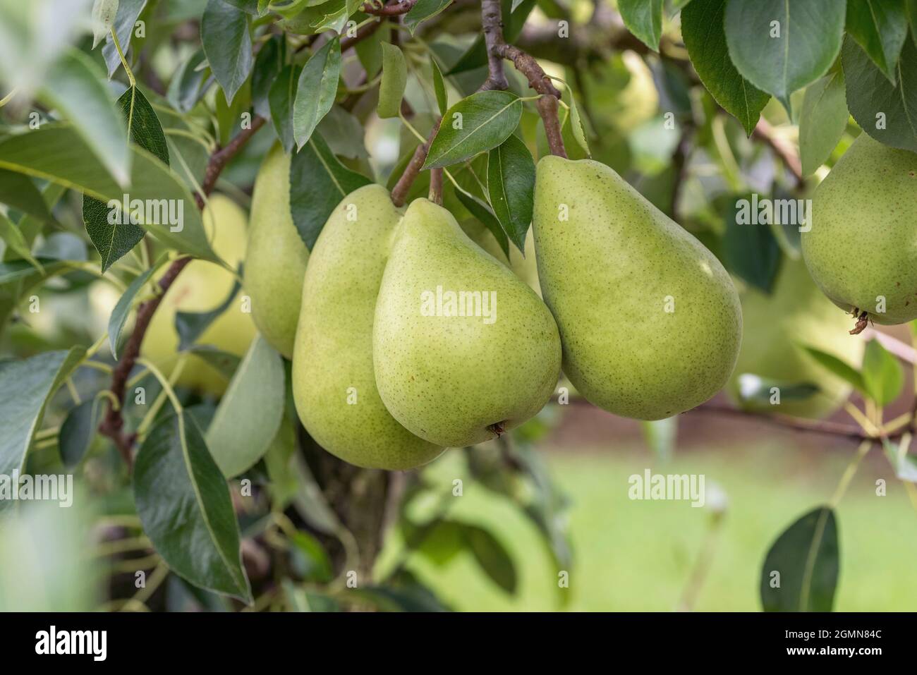 Common pear (Pyrus communis 'Delwilmor', Pyrus communis Delwilmor), pear on a tree, cultivar Delwilmor Stock Photo