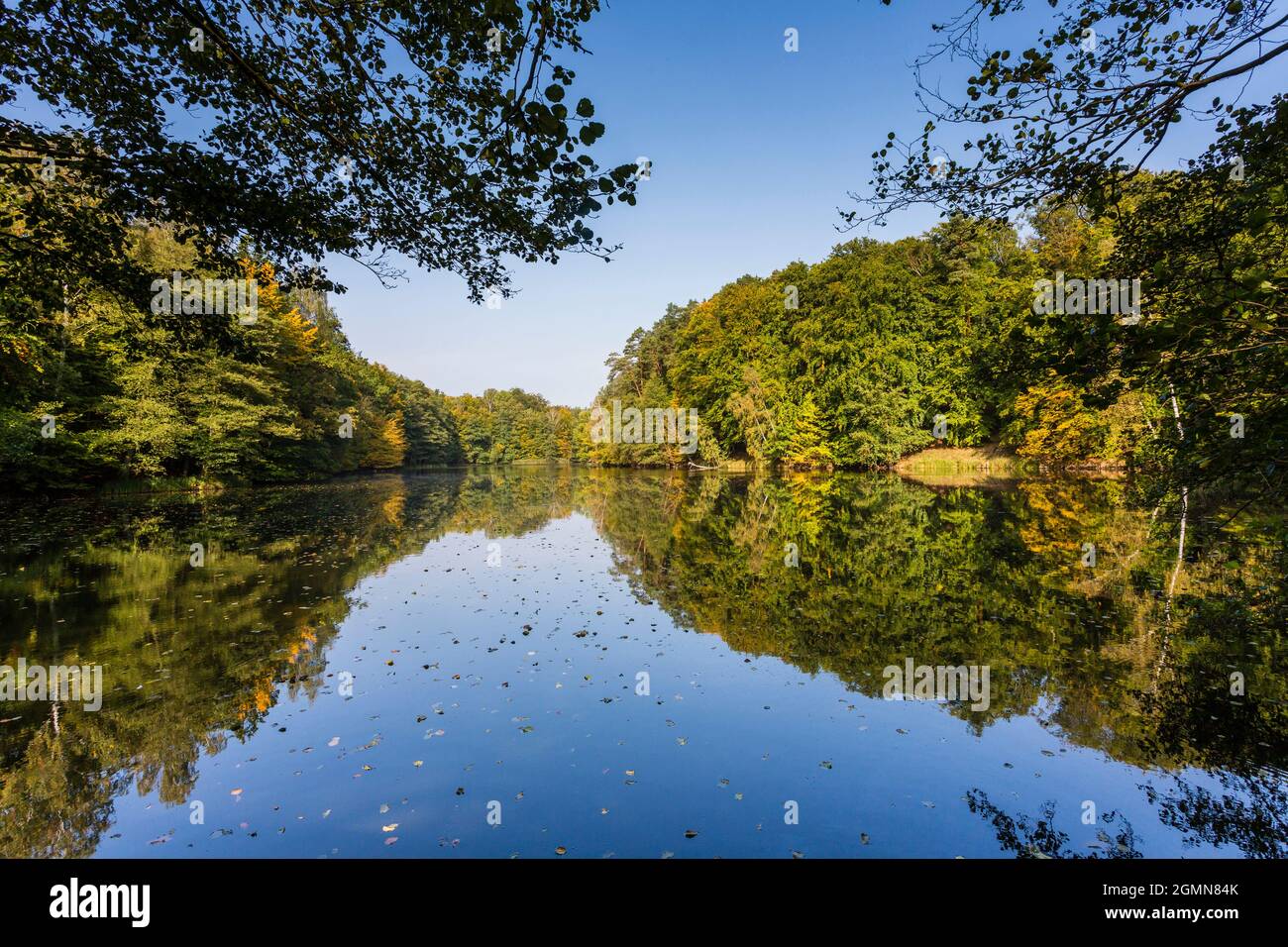 lake with forested shore, which is reflected on the water, Karpfenteich