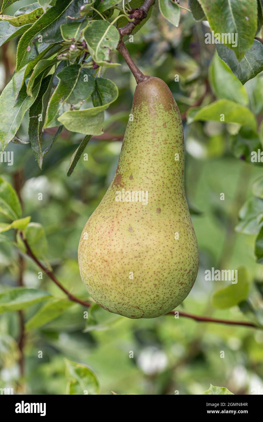 Common pear (Pyrus communis 'Abate Fetel', Pyrus communis Abate Fetel), pear on a tree, cultivar Abate Fetel Stock Photo