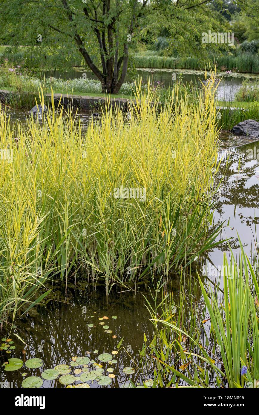 reed grass, common reed (Phragmites australis 'Variegatus', Phragmites