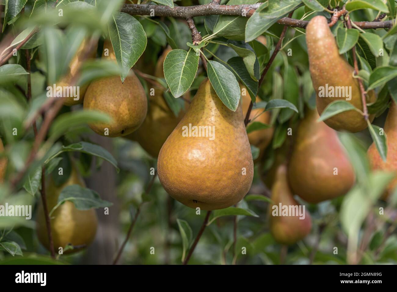 Common pear (Pyrus communis 'Durondeau de Tongre', Pyrus communis Durondeau de Tongre), pear on a tree, cultivar Durondeau de Tongre Stock Photo