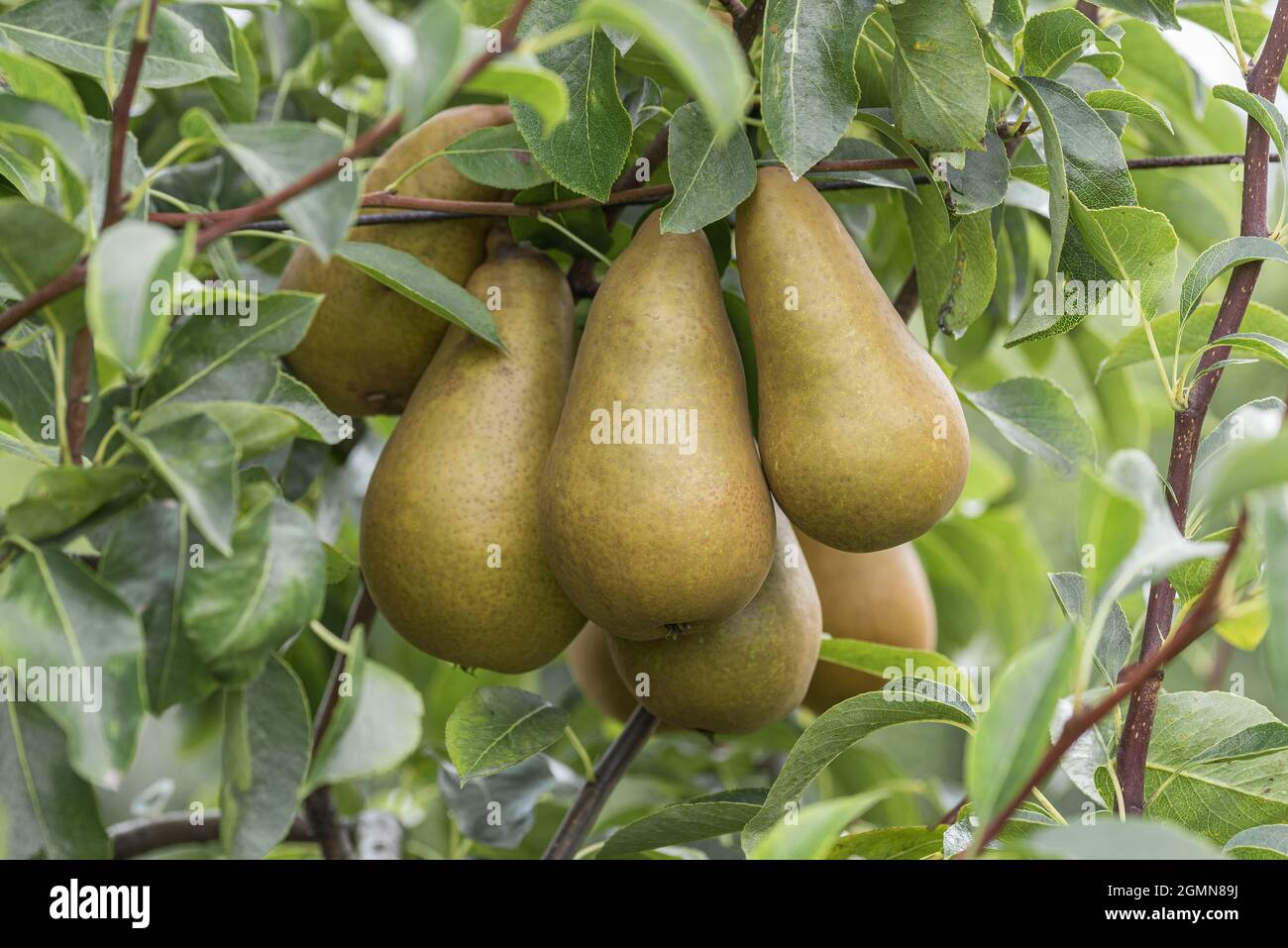 Common pear (Pyrus communis 'Sommerbutterbirne', Pyrus communis Sommerbutterbirne), pear on a tree, cultivar Sommerbutterbirne Stock Photo
