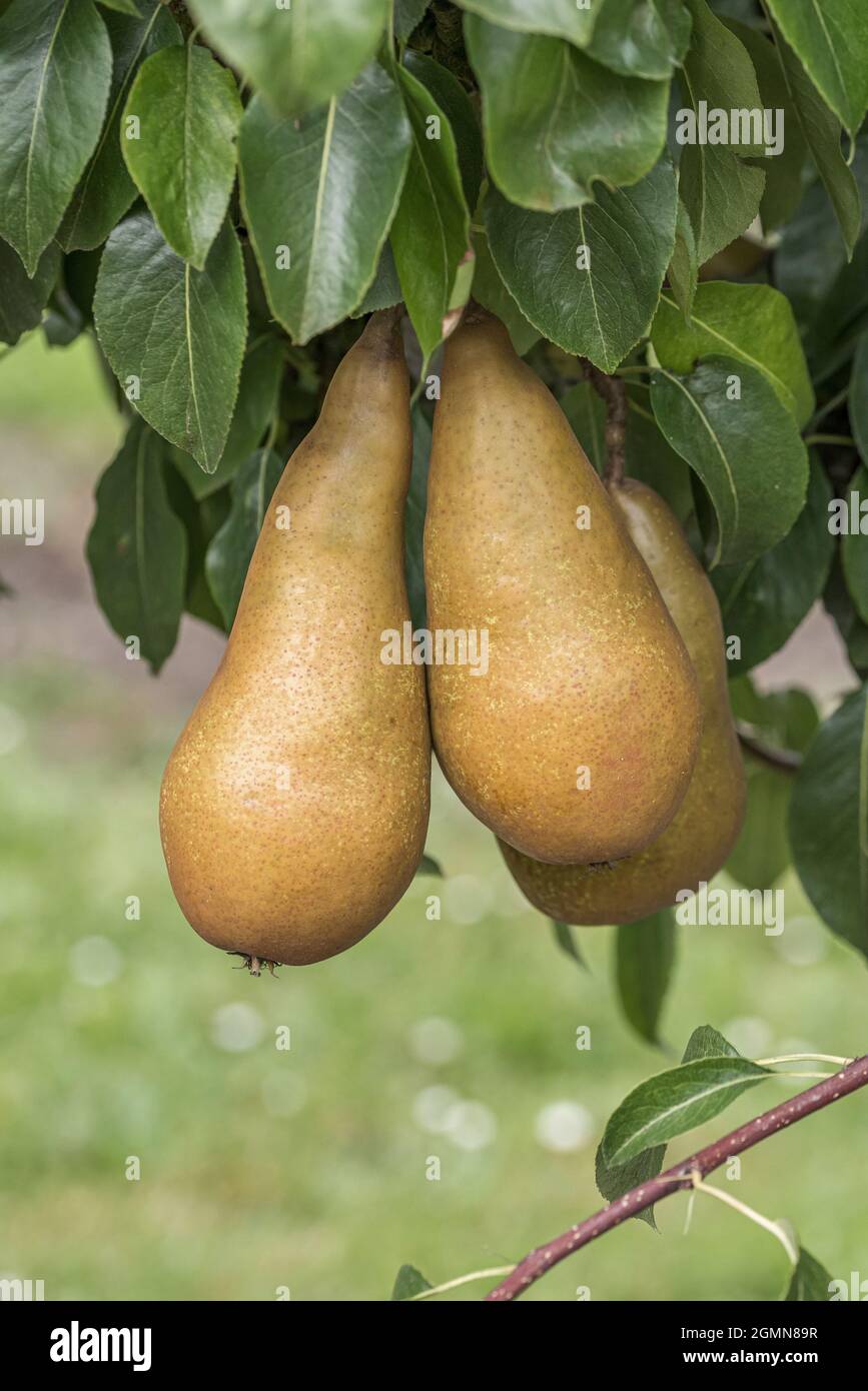 Common pear (Pyrus communis 'Sommerbutterbirne', Pyrus communis Sommerbutterbirne), pear on a tree, cultivar Sommerbutterbirne Stock Photo