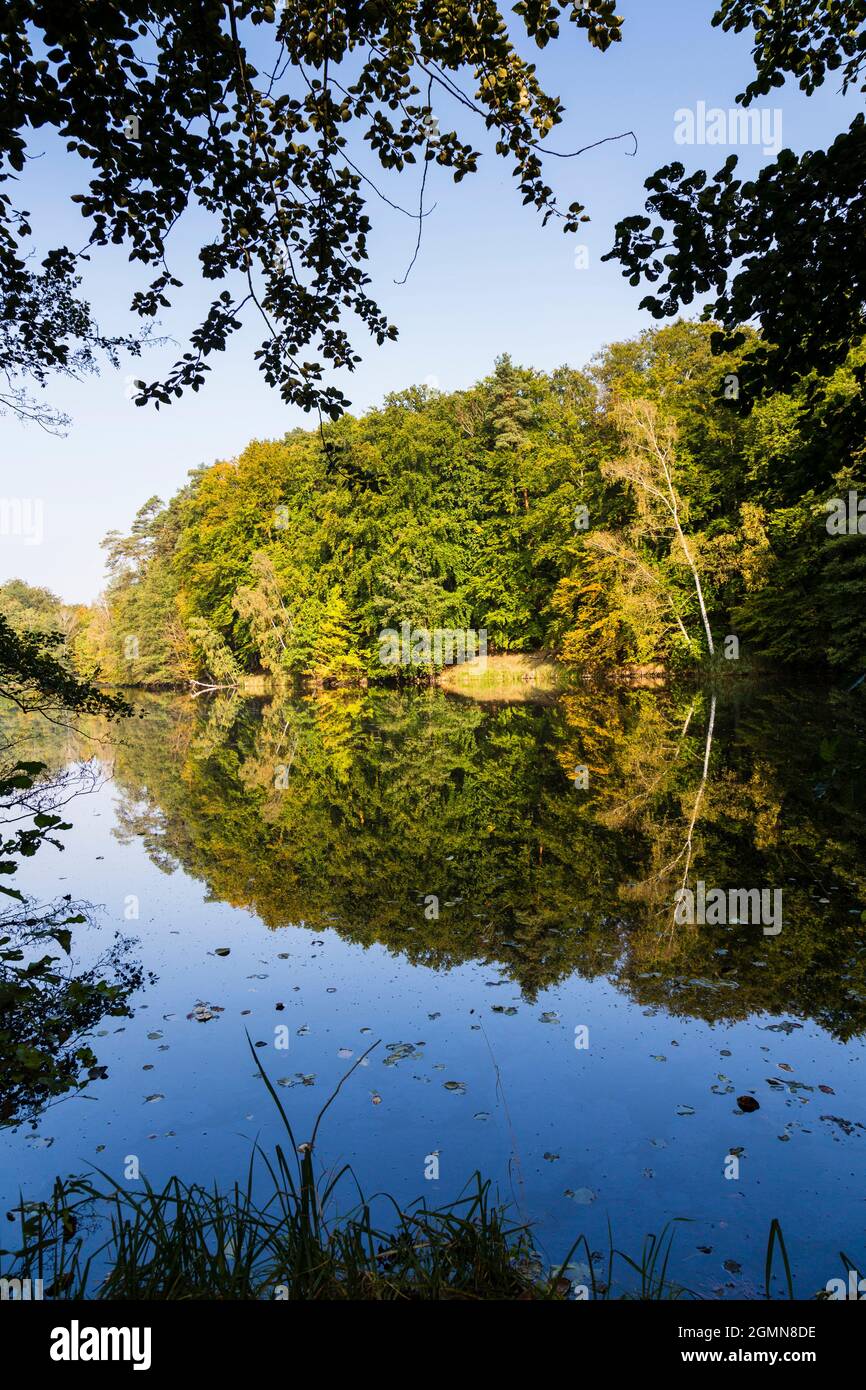 lake with forested shore, which is reflected on the water, Karpfenteich