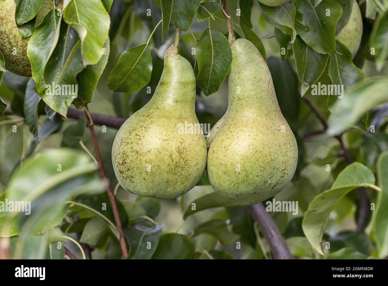 Common pear (Pyrus communis 'Dagmar', Pyrus communis Dagmar), pear on a tree, cultivar Dagmar Stock Photo