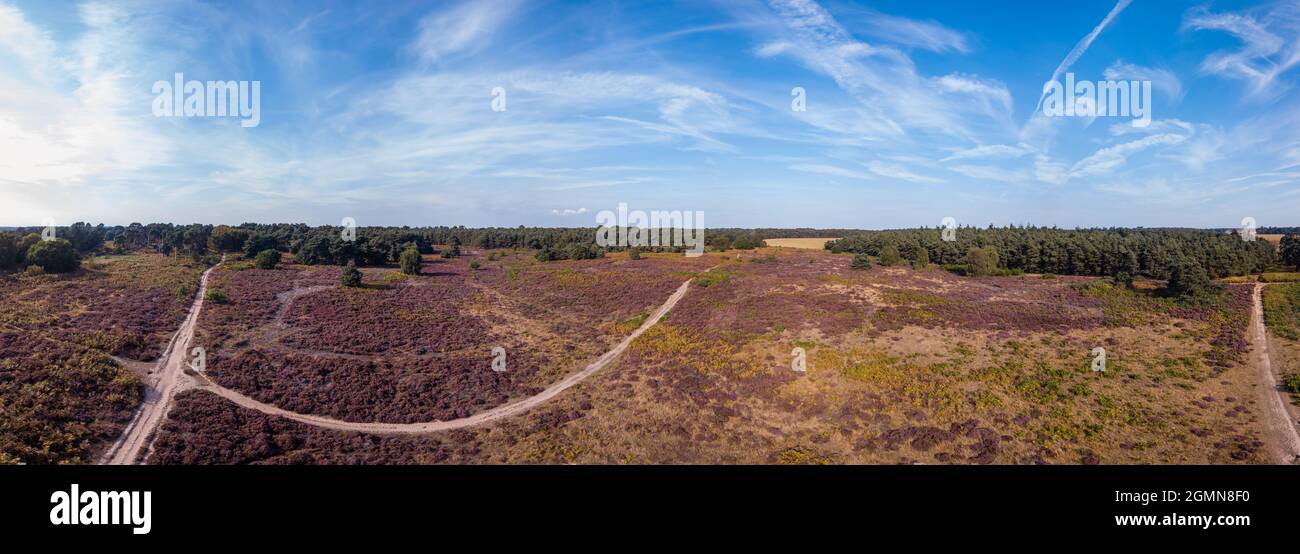Aerial panoramic of wild British heathland in the Suffolk countryside. The wild heather has lost its deep purple colour and it starting to turn for au Stock Photo
