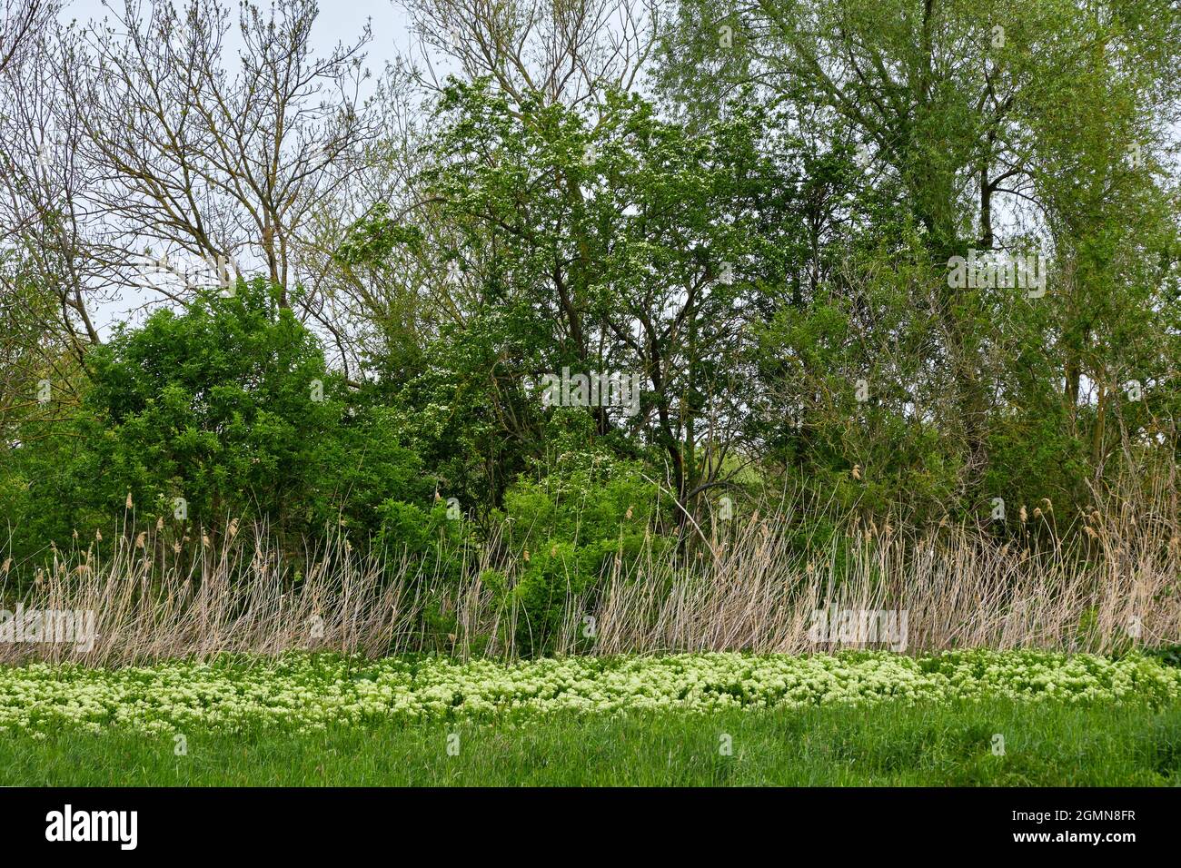 hoary cress (Cardaria draba, Lepidium draba), Vegetation on shore of the Main in spring, Germany, Hesse Stock Photo