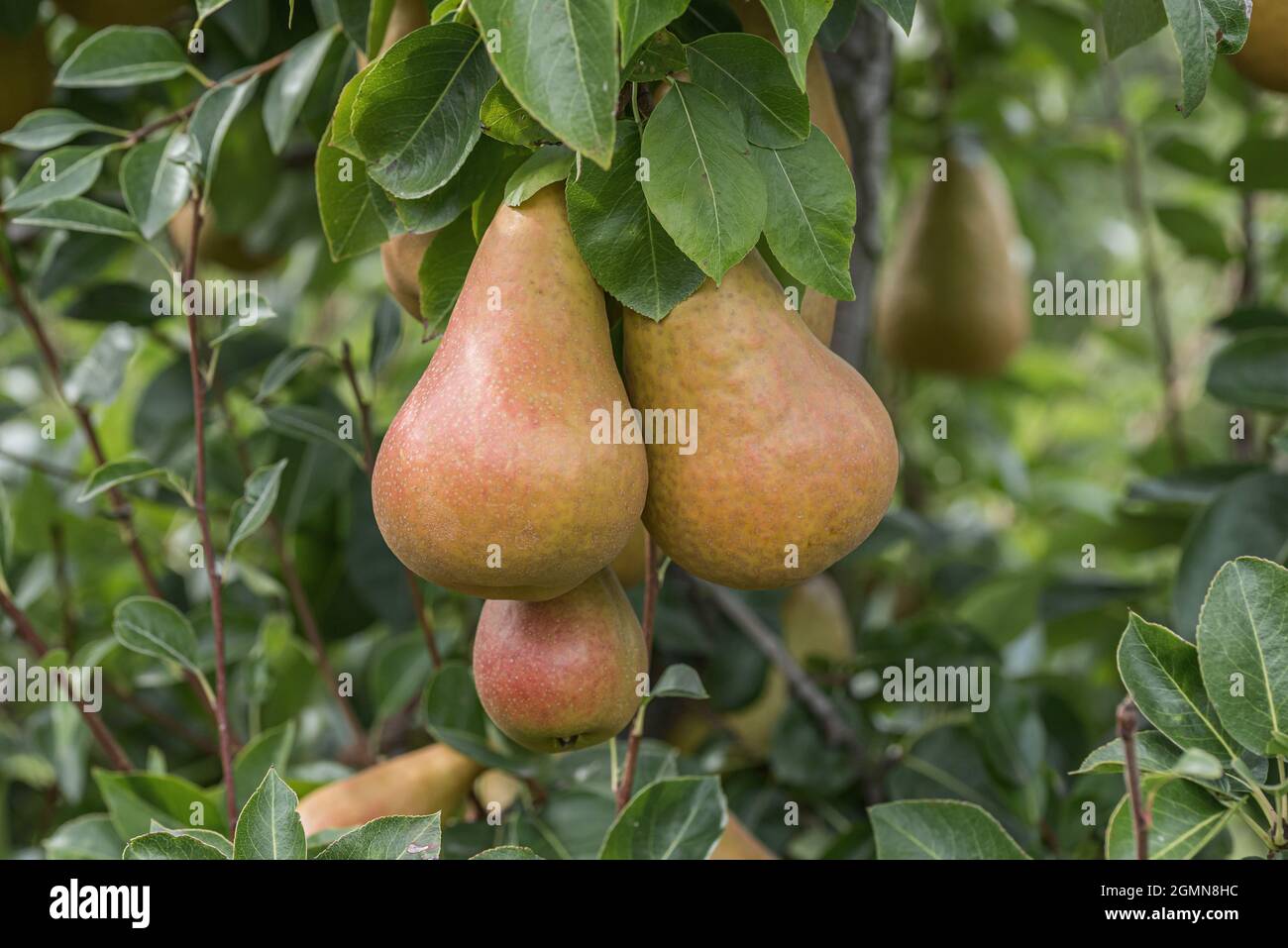 Common pear (Pyrus communis 'Durondeau de Tongre', Pyrus communis Durondeau de Tongre), pear on a tree, cultivar Durondeau de Tongre Stock Photo