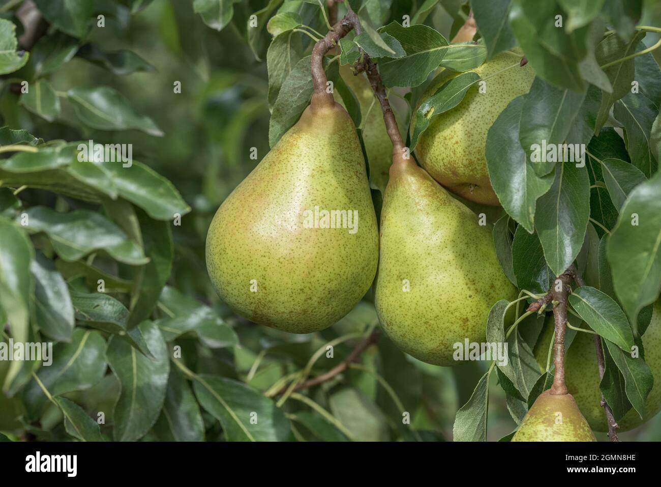 Common pear (Pyrus communis 'Hochfeine Butterbirne', Pyrus communis Hochfeine Butterbirne), pear on a tree, cultivar Hochfeine Butterbirne Stock Photo