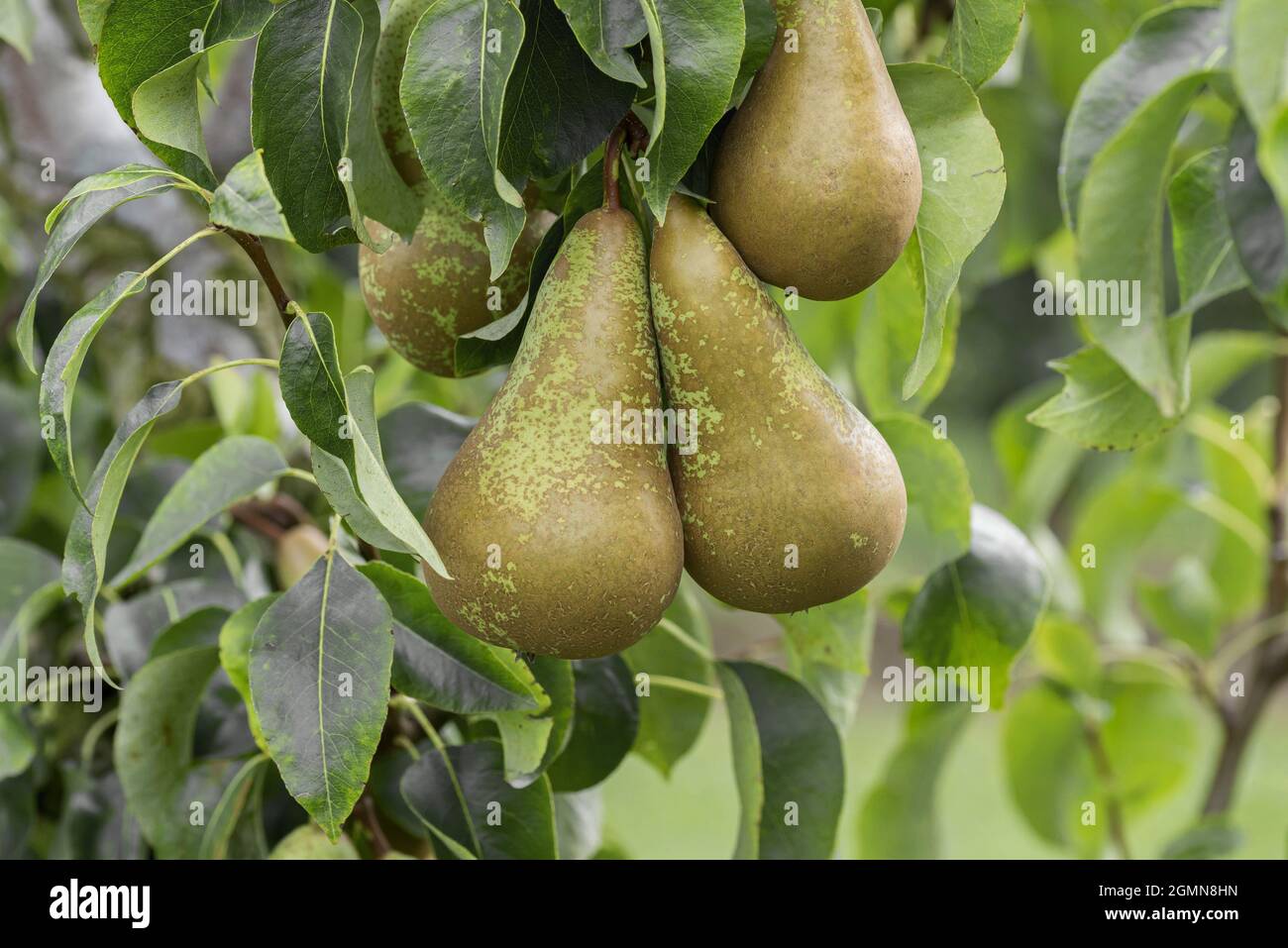 Common pear (Pyrus communis 'Conference', Pyrus communis Conference), pear on a tree, cultivar Conference Stock Photo