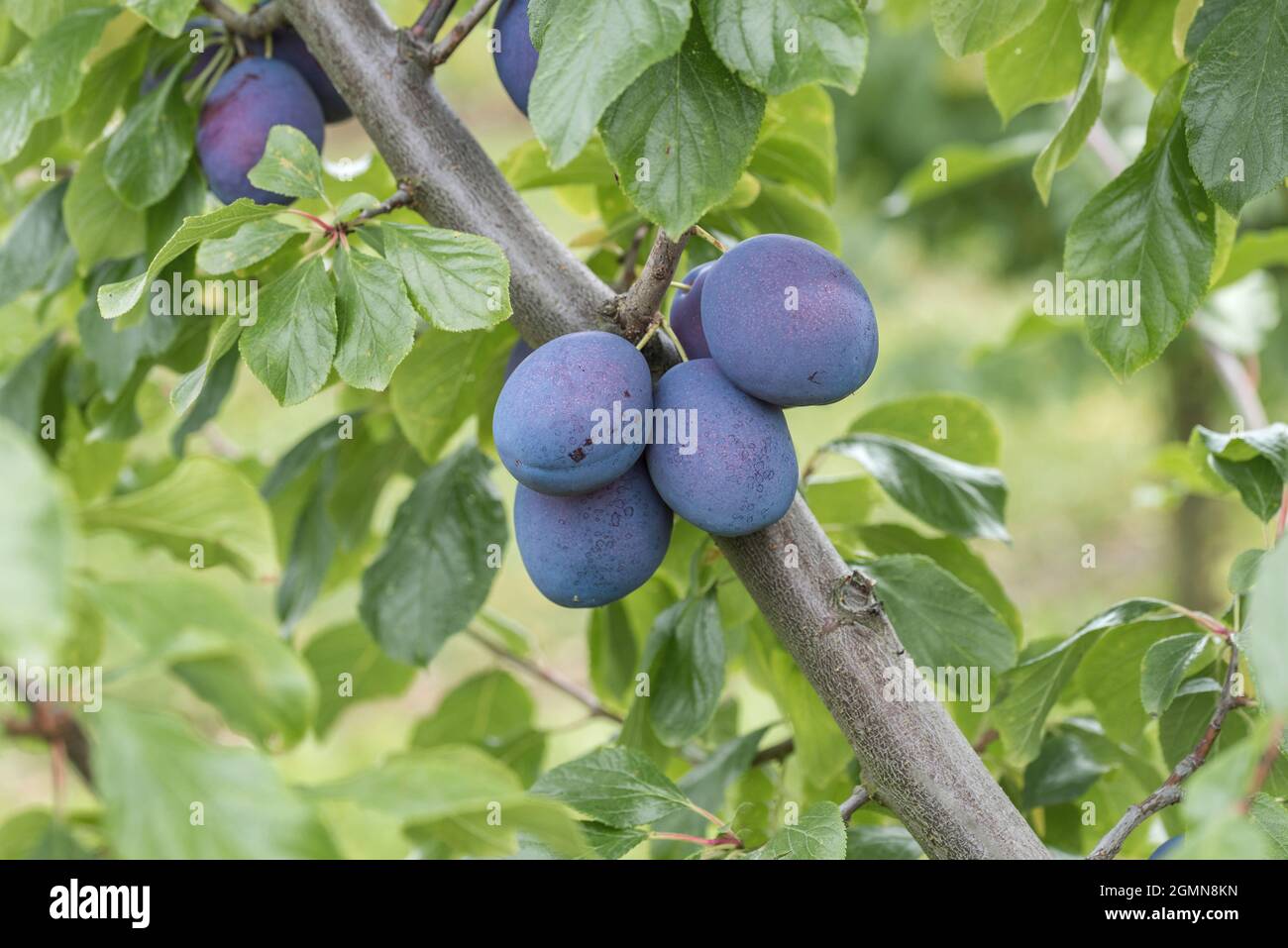 European plum (Prunus domestica 'President', Prunus domestica President), plums on a twig, cultivar President Stock Photo