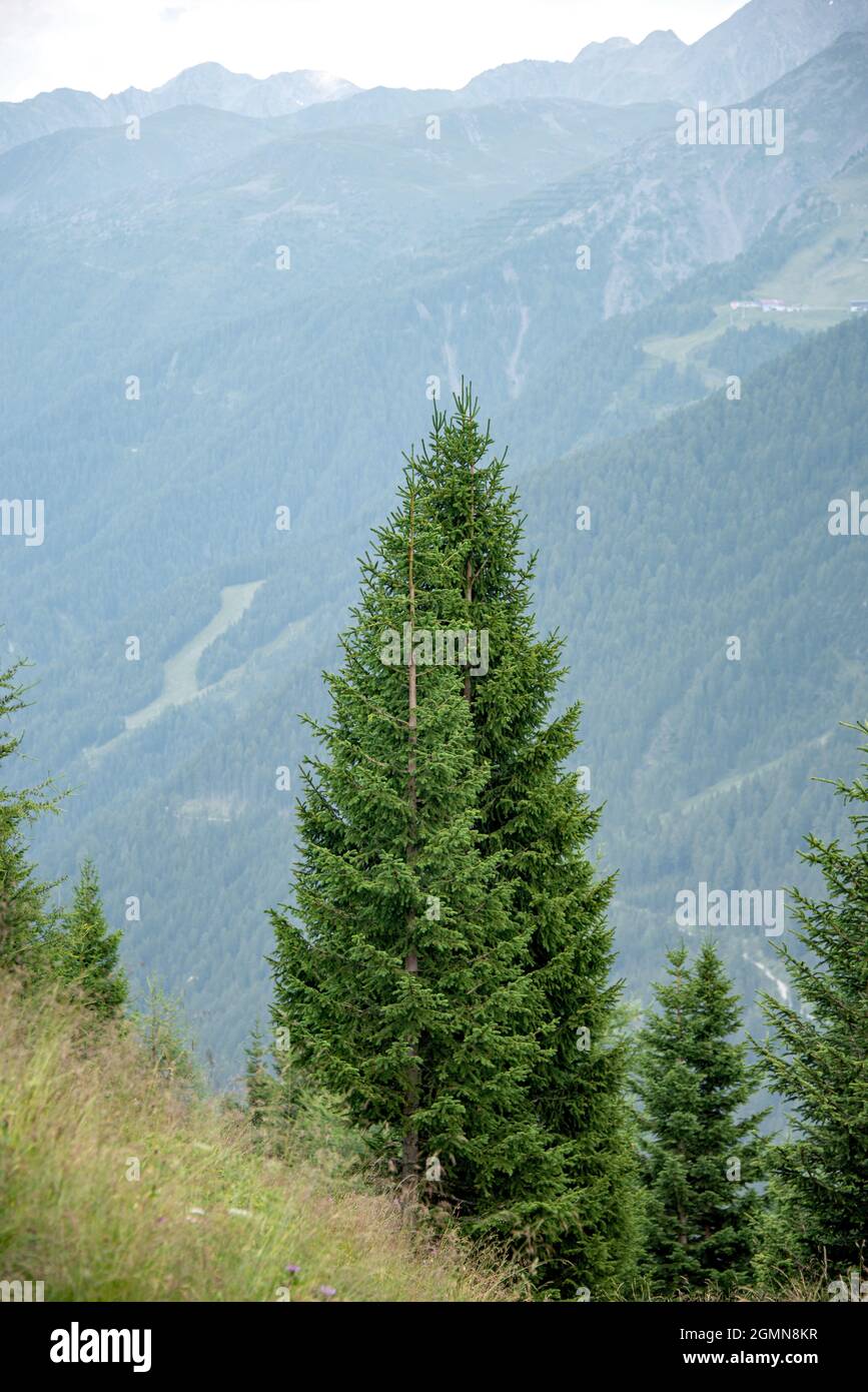 Norway spruce (Picea abies), on a slope in valley Defereggental, Austria, Hohe Tauern National Park Stock Photo