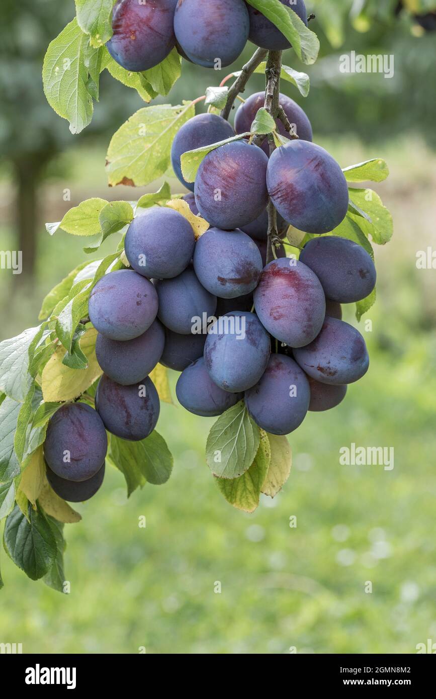 European plum (Prunus domestica 'President', Prunus domestica President), plums on a twig, cultivar President Stock Photo