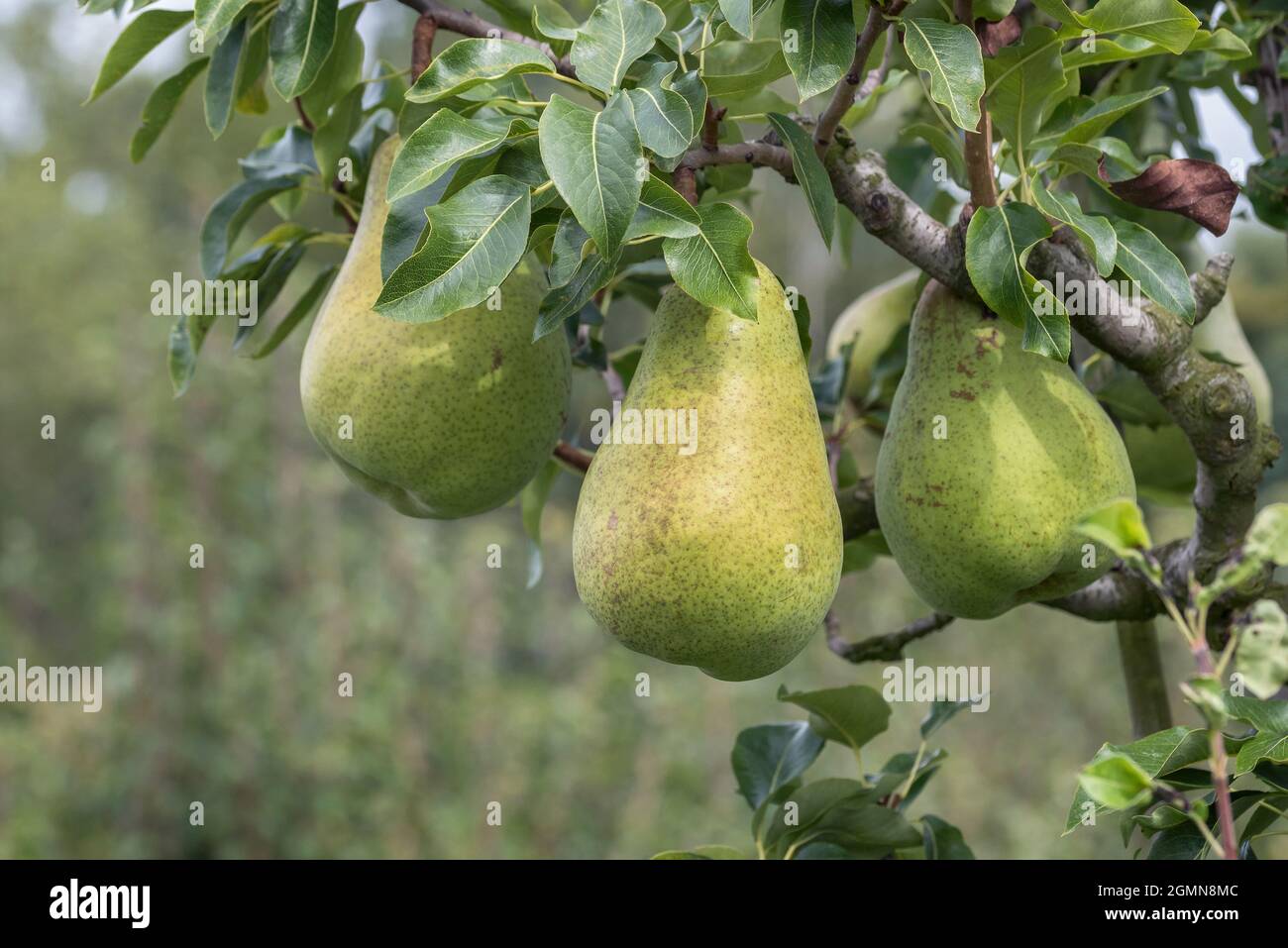 Common pear (Pyrus communis 'Dana', Pyrus communis Dana), pear on a tree, cultivar Dana Stock Photo