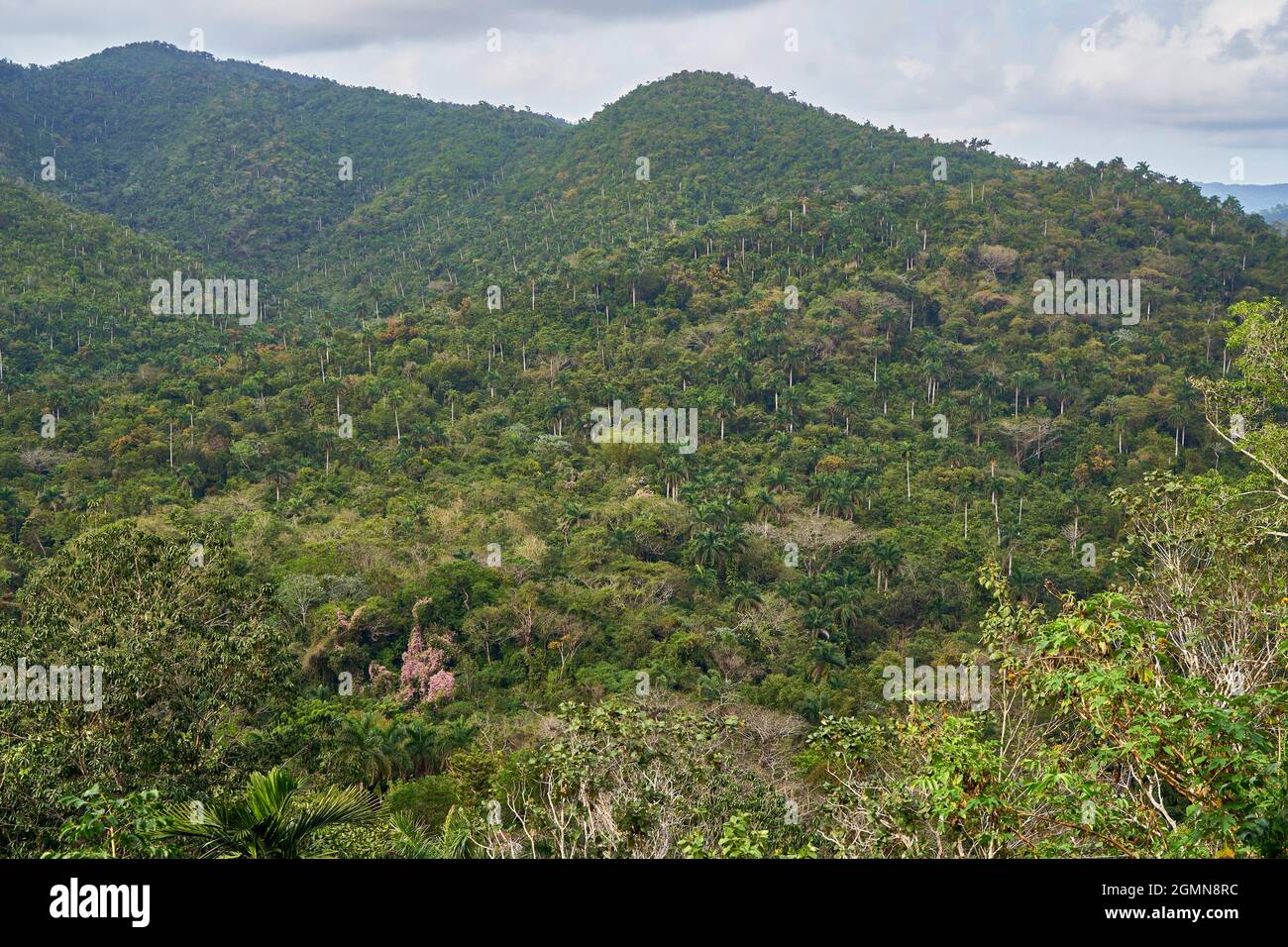 Mountain slopes of the Sierra del Rosario arond the town of Soroa with remains of the former forest, Kuba / CUB, Artemisa, Soroa Stock Photo