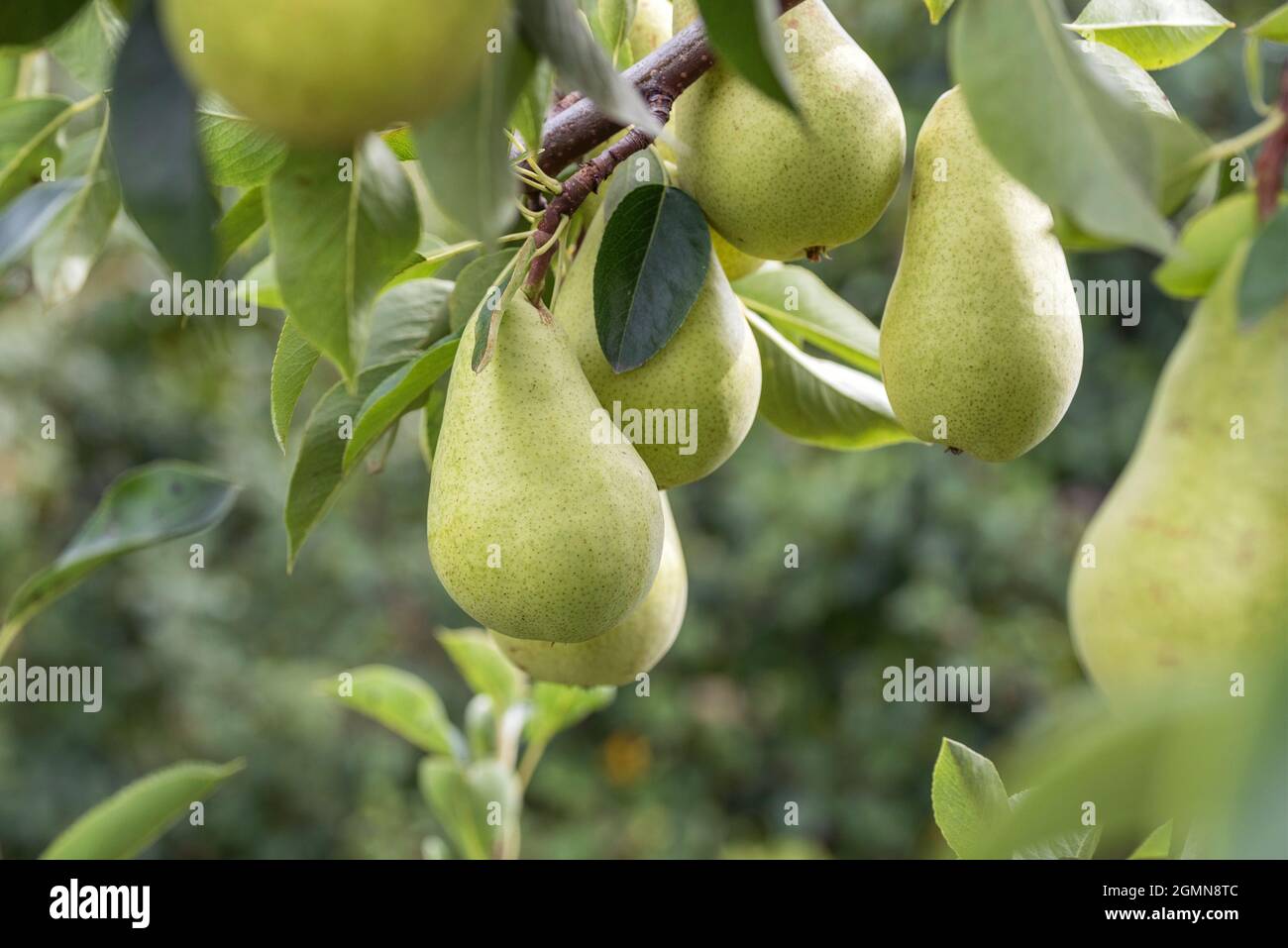 Common pear (Pyrus communis 'Delwilmor', Pyrus communis Delwilmor), pear on a tree, cultivar Delwilmor Stock Photo