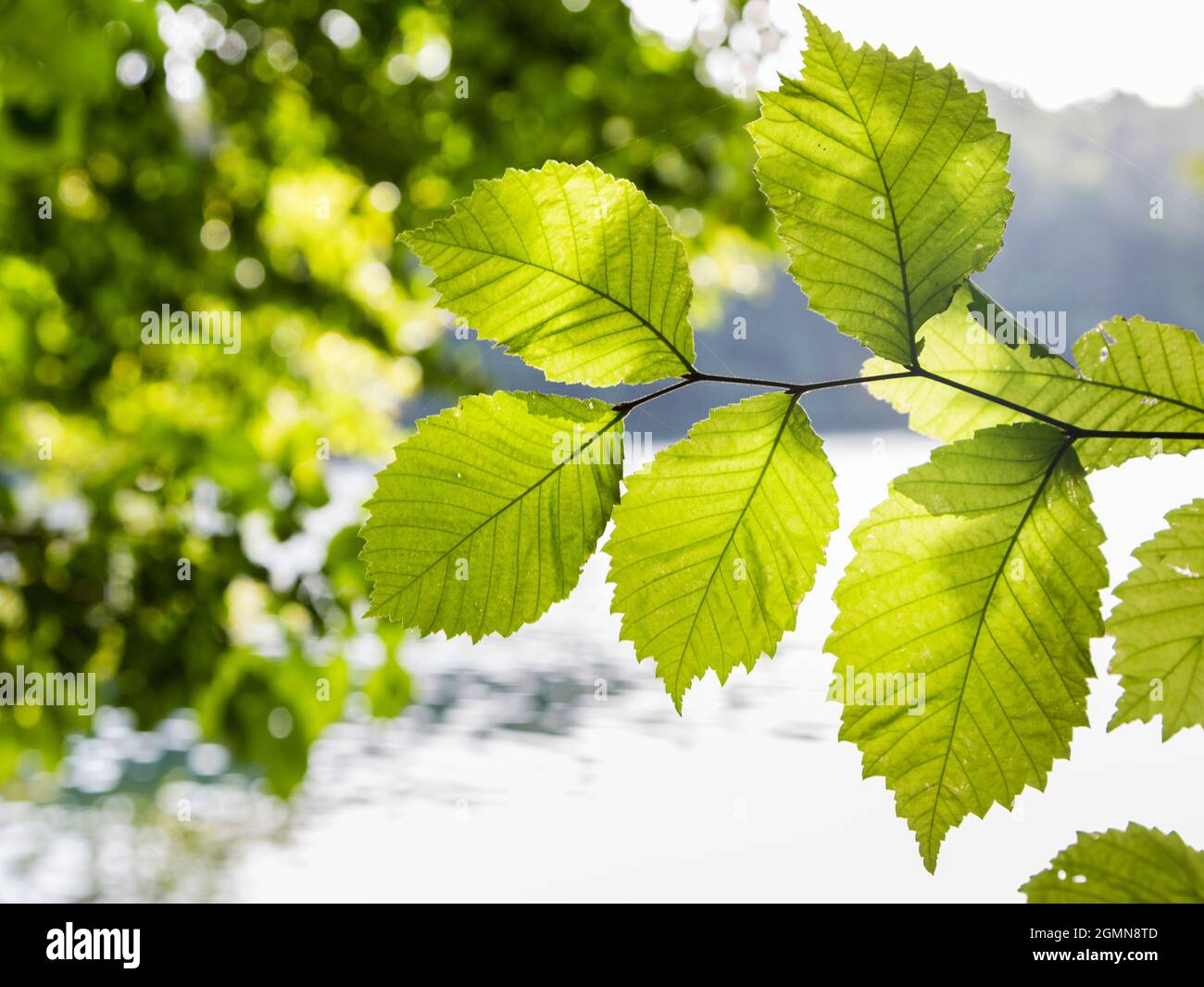 European elm, European White Elm, Fluttering Elm, Spreading Elm, Russian Elm (Ulmus laevis, Ulmus effusa), leaves in backlight with lake in the Stock Photo