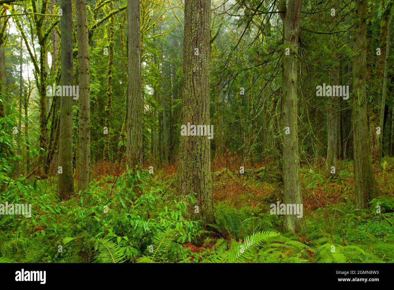 a exterior picture of an Pacific Northwest forest with Douglas fir ...
