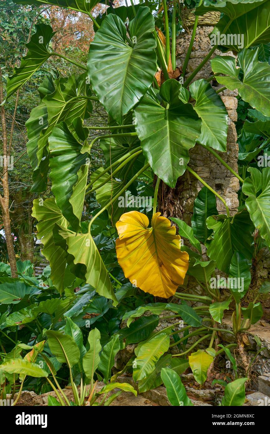 philodendron (Philodendron spec.), philodendron climbing on a wall, Kuba / CUB, Artemisa, Sierra del Rosario Stock Photo